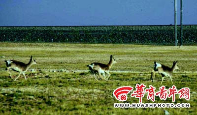 进藏列车三个火车头拉一列火车(组图)