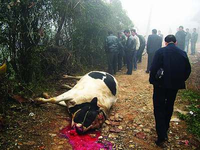 两村民被发疯公牛袭击死亡 民警18枪将其击毙