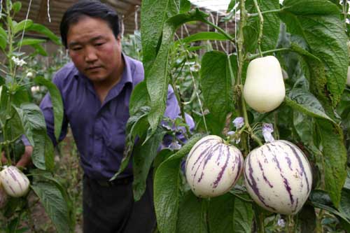 山沟沟里长金蛋蛋人参果做成大产业