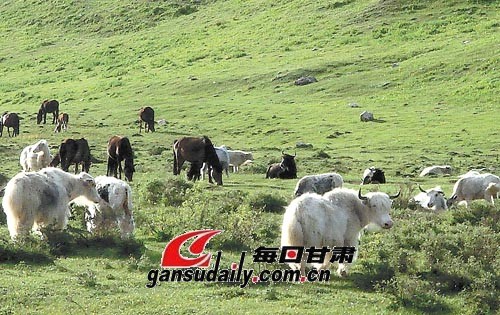 【附图】天祝我国最大的白牦牛主产地