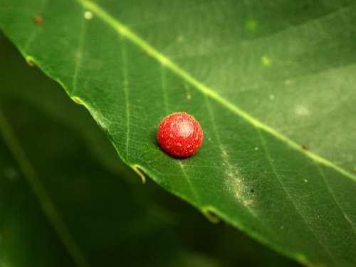 南湖自然保护区