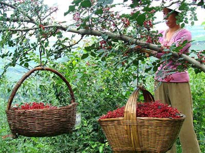 甘肃14市州特产大全,来看看你的家乡都有啥?_