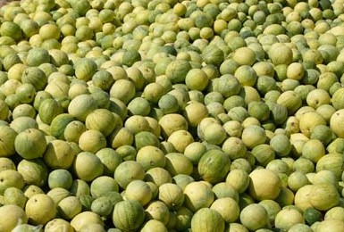 武威特产—籽瓜