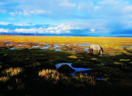 玛曲乔科大沼泽地\/组图