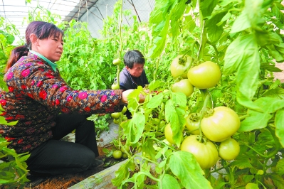 小龙虾每亩一年收入_蔬菜种植每亩收入(3)