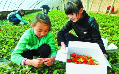 兰州市七里河区:20多个大棚的草莓已陆续上市