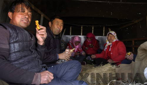 民勤县有多少人口_民勤瓜飘香 瓜农卖瓜忙 组图(3)