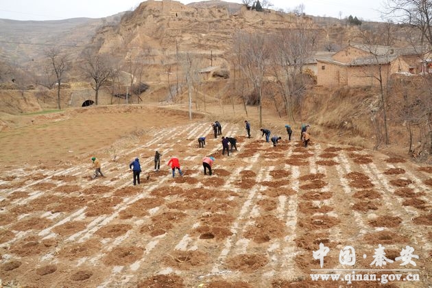 天水秦安县委领导百里生态文化长廊建设工作(