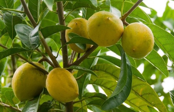 全国各地少见的特产水果