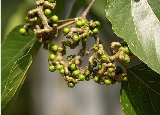 全国各地少见的特产水果