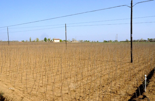 省林业厅督查平凉市灵台县2013年春季林业生