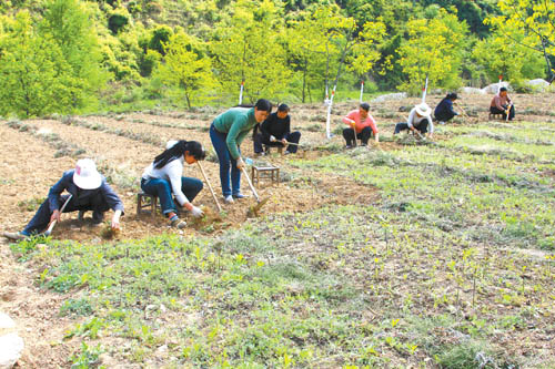 陇南康县群众正在给苗圃里的核桃树苗除草(图)__中国甘肃网
