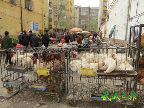 武威城区活禽销售市场亟待规范(组图)