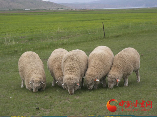 圈里人都不说的秘密？这几招让羊多生快长还少生病！-第1张图片-正海烽科技 - 领先的只能推广行业，智能制造解决方案提供商