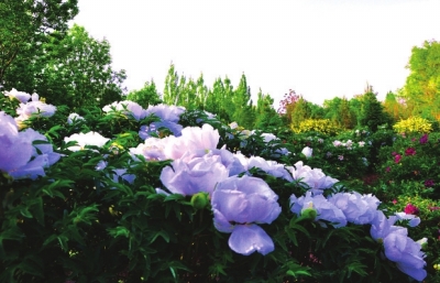 兰州新区中川牡丹节国色摄影评选揭晓\/图