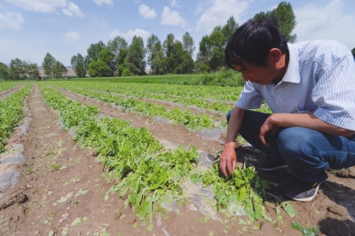 兰州永登突降冰雹 农作物受灾面积达12960亩