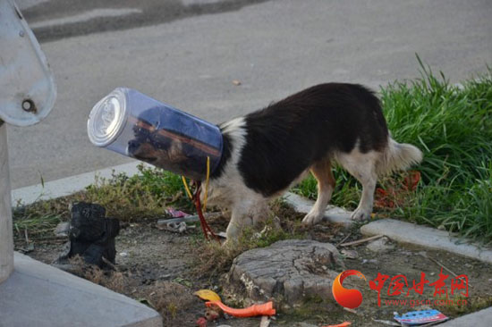 平凉戴口罩的小狗狗(图)