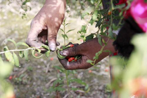 【重走西北角】采枸杞的姑娘