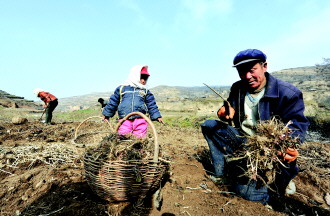 天水市秦州区关子镇西华村农民采收冬花忙
