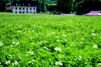 甘肃迭部加大农业产业结构调整力度 促农增收
