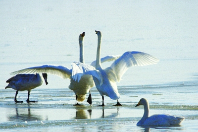 最美三月黑河湿地天鹅苍鹭黑鹳翩跹(组图)