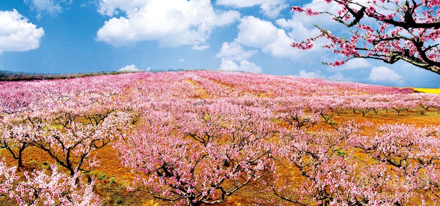 屈家岭桃花.