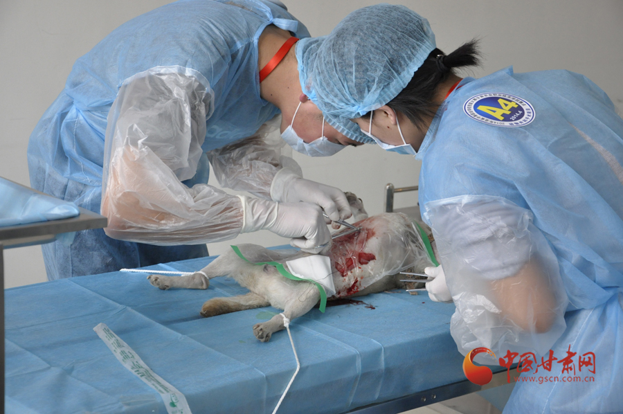 2014年甘肃省中职技能大赛农牧渔业项目比赛