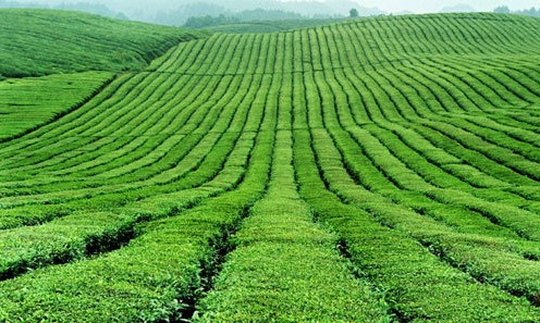 中国万亩茶海 看贵州湄潭美景(图)