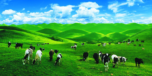 美素奶粉最新事件2013:在线畅游360全景牧场