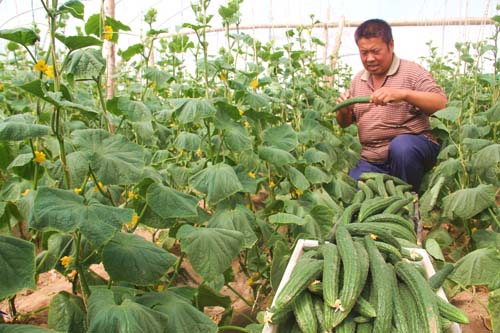 敦煌市加大农业产业结构调整力度