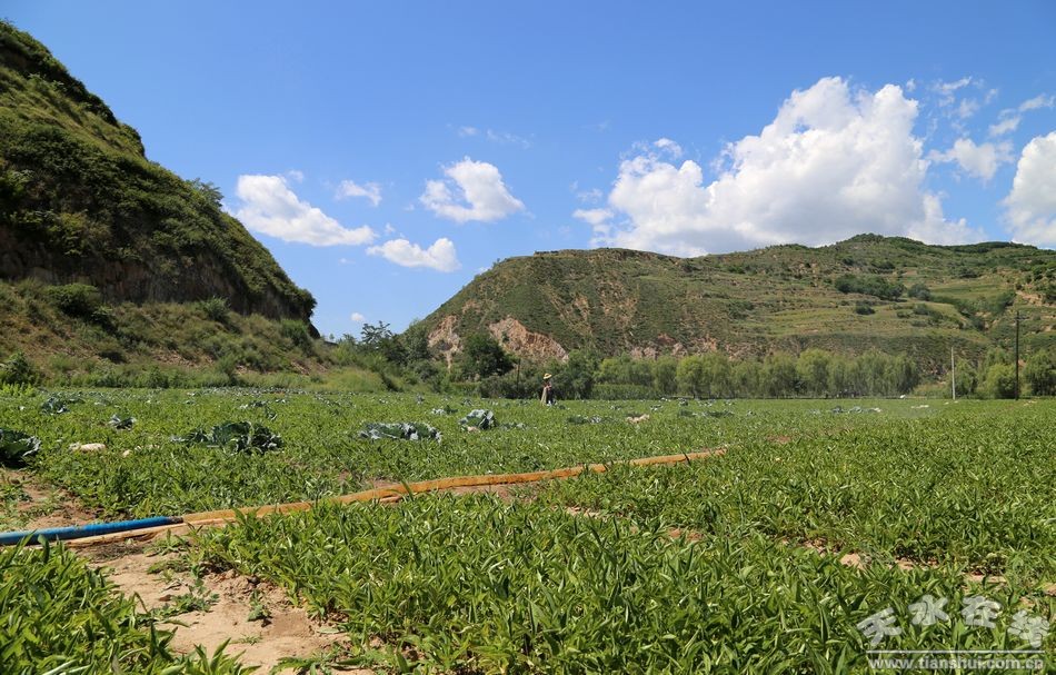 清水县半夏种植最早始于上世纪八十年代,近年来在川塬区有大面积发展,年种植面积在2万亩以上,亩均纯收入达万元以上,成为该县四大水系流域群众增收快富的主要产业之一。2006年清水县半夏获得农业部无公害农产品产地认证,已连续七年产销量居全市第一。