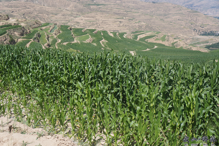 天水桦林乡:狠抓主导产业发展 建设美丽乡村\/图