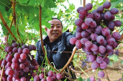兰州特色产业助推农村劳动力就地转移/图
