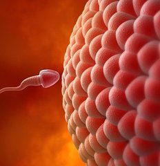 提高准爸爸精子质量的6种方法