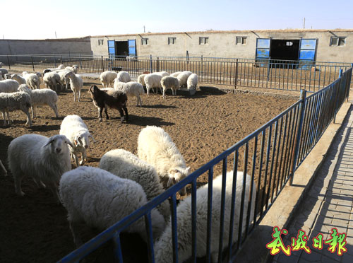 武威民勤县重兴乡新地村祥泰养殖示范园一角