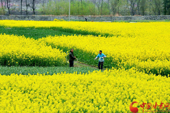 陇南文县三月金黄的油菜花织染出浓浓春色（图）