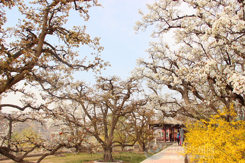兰州什川万亩梨园:欣赏“千树万树梨花开”美景(组图)