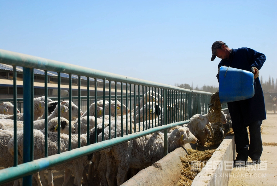 甘肃敦煌:科学养羊奔富路
