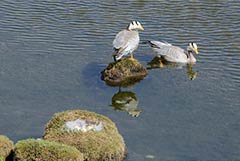 【大美甘肃】孵卵季的“乐园”生活