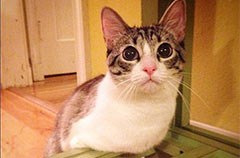 猫坚强天生无前肢仅用后肢如兔子般跳跃