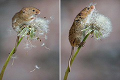 摄影师抓拍小巢鼠玩蒲公英超萌画面