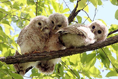 萌化人心：日本新生猫头鹰宝宝 相偎相依要长大