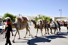 大型仿古驼队重走丝绸之路 穿越古郡敦煌
