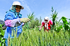 甘肃张掖：夏至到 农事忙（高清组图）