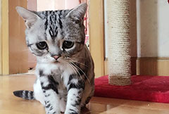 小貓可憐相融化人心火爆社交網站