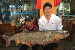 父子釣起98.4斤重鳡魚 身長1.63米