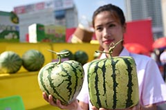 ٱ䡱