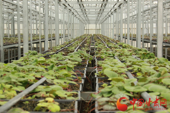 全国网络媒体代表走进贵州百灵药业