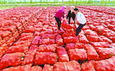 今年金昌市洋葱预计产量达34.84万吨