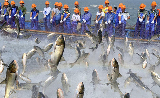 低油价拖累美国页岩油开发 美石油产量还将继